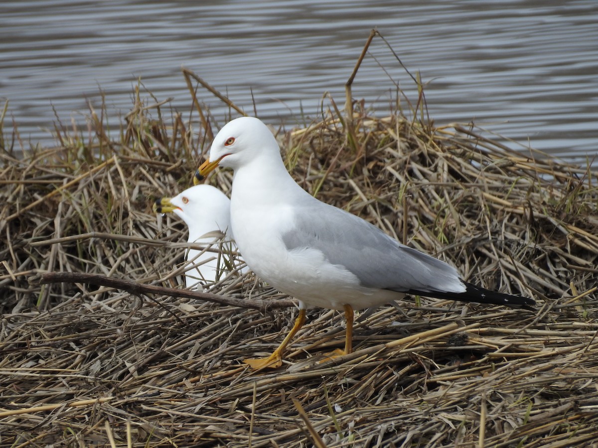 Ring-billed Gull - ML96010201