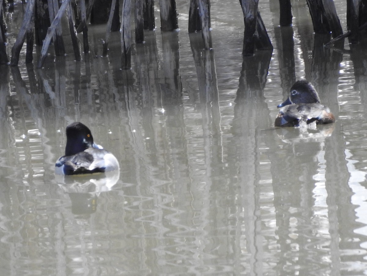 Ring-necked Duck - ML96010251