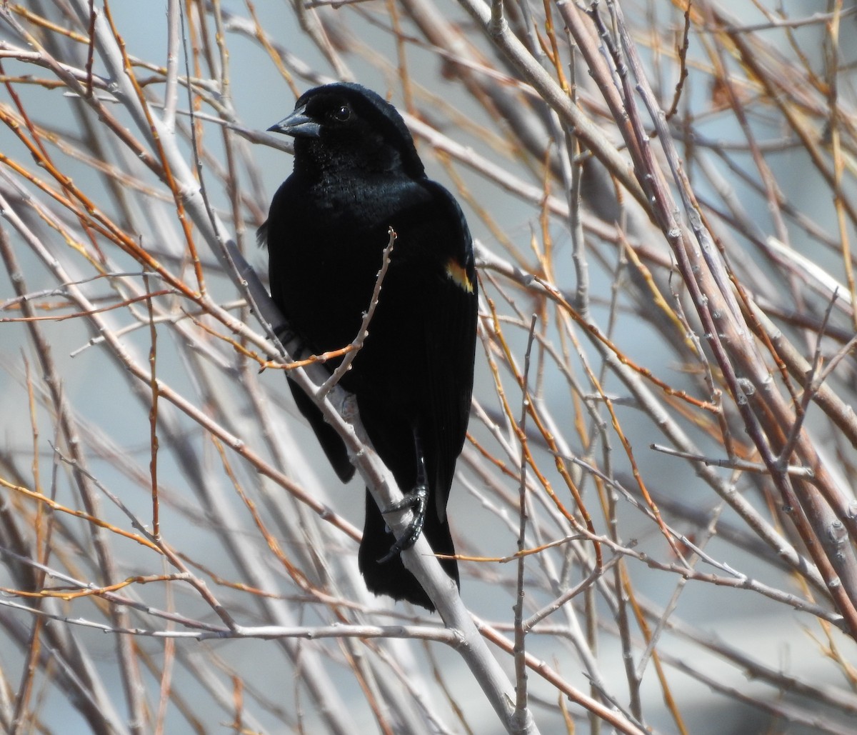 Red-winged Blackbird - Shane Sater