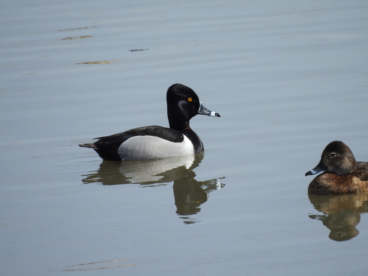 Ring-necked Duck - ML96010271