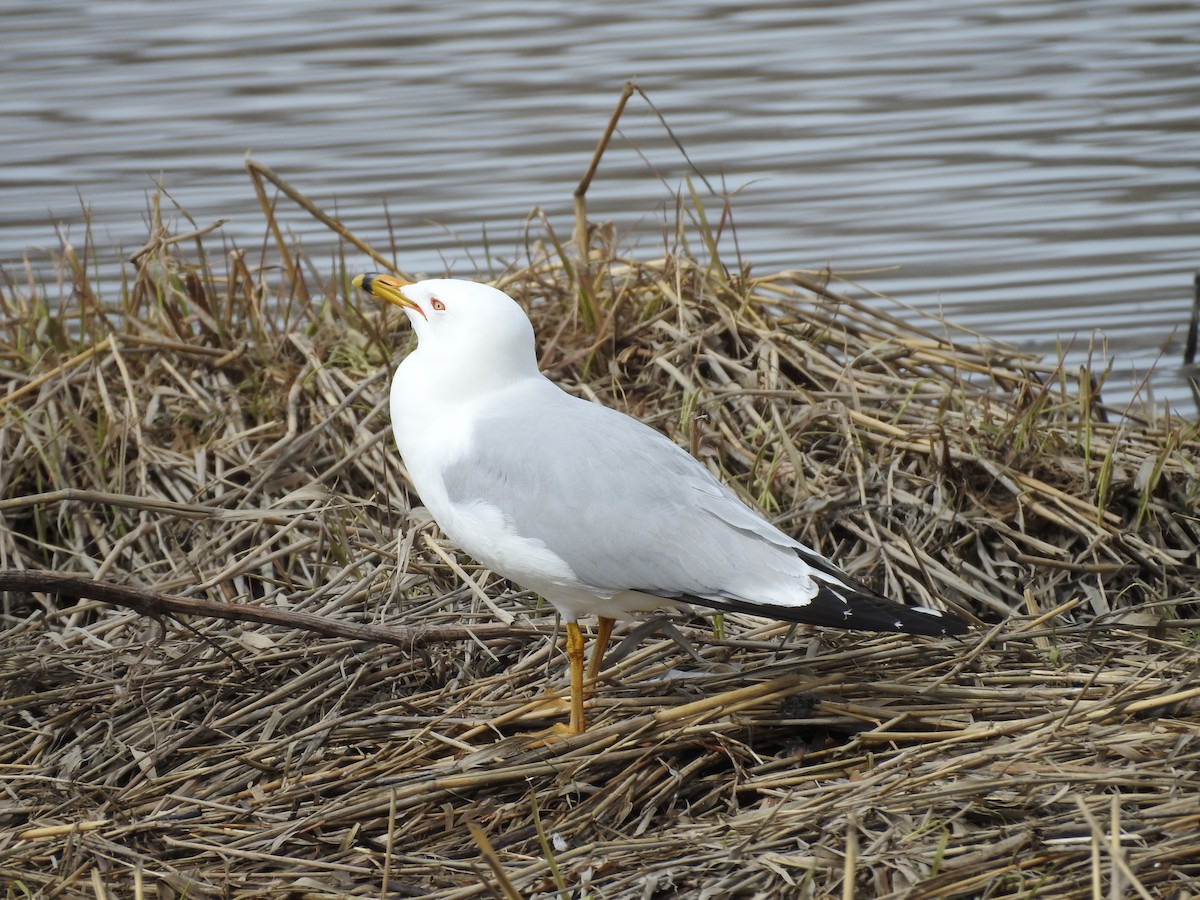 Goéland à bec cerclé - ML96010331