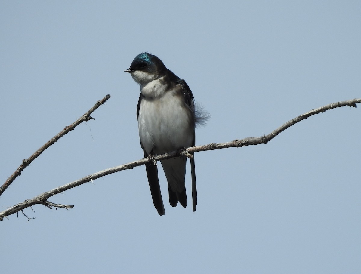 Hirondelle bicolore - ML96010371