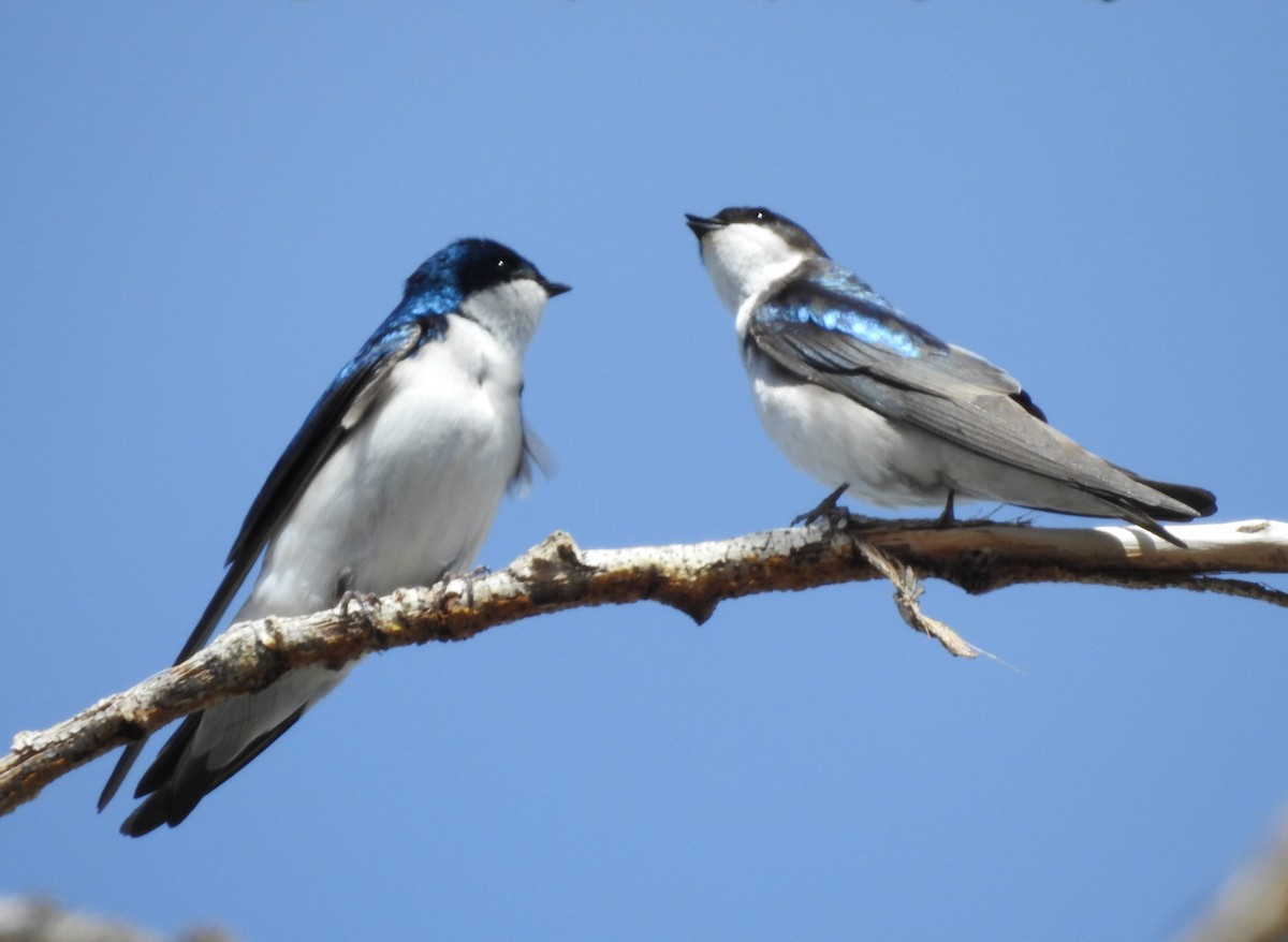 Hirondelle bicolore - ML96010401