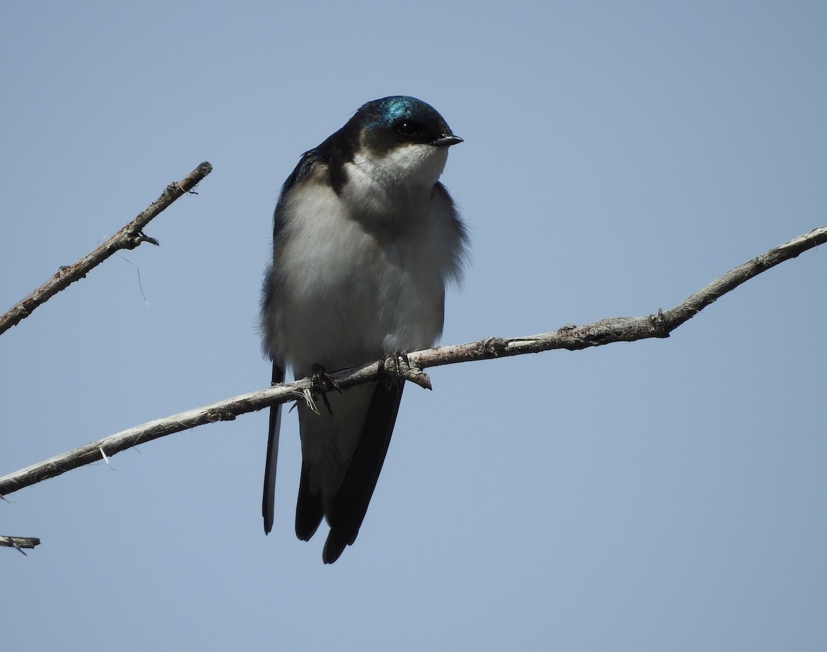 Hirondelle bicolore - ML96010421