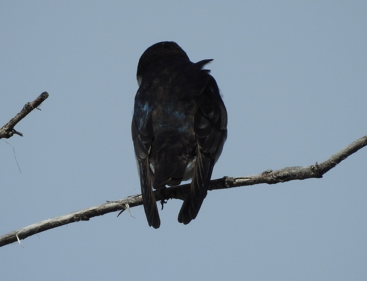 Tree Swallow - Shane Sater