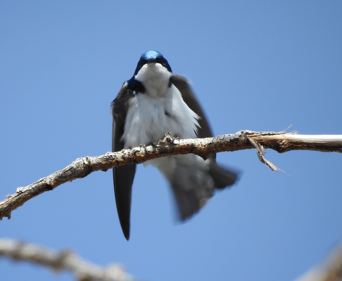 Hirondelle bicolore - ML96010491