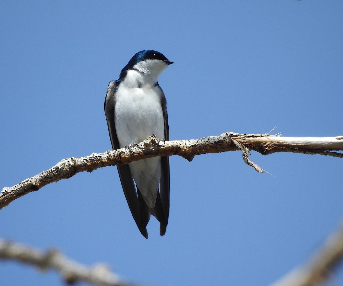 Hirondelle bicolore - ML96010501