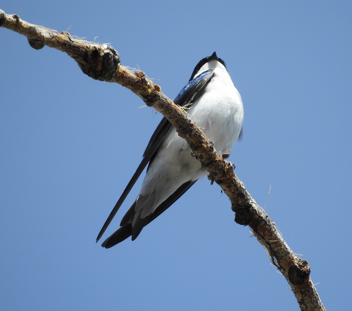 Hirondelle bicolore - ML96010511