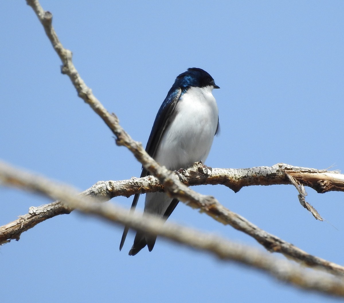 Hirondelle bicolore - ML96010521