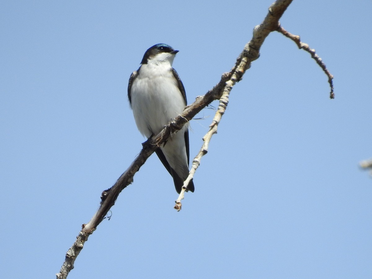 Hirondelle bicolore - ML96010551