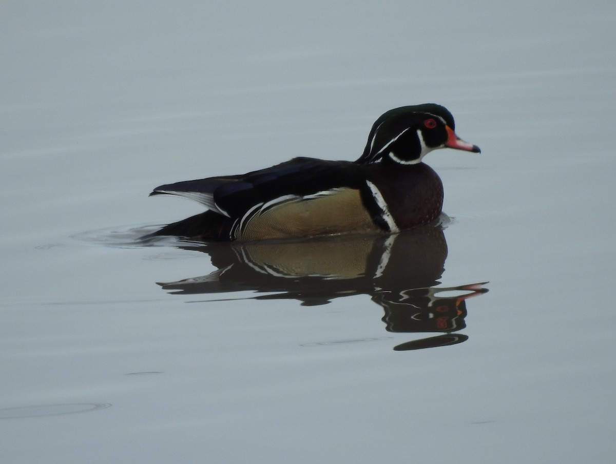 Wood Duck - Shane Sater