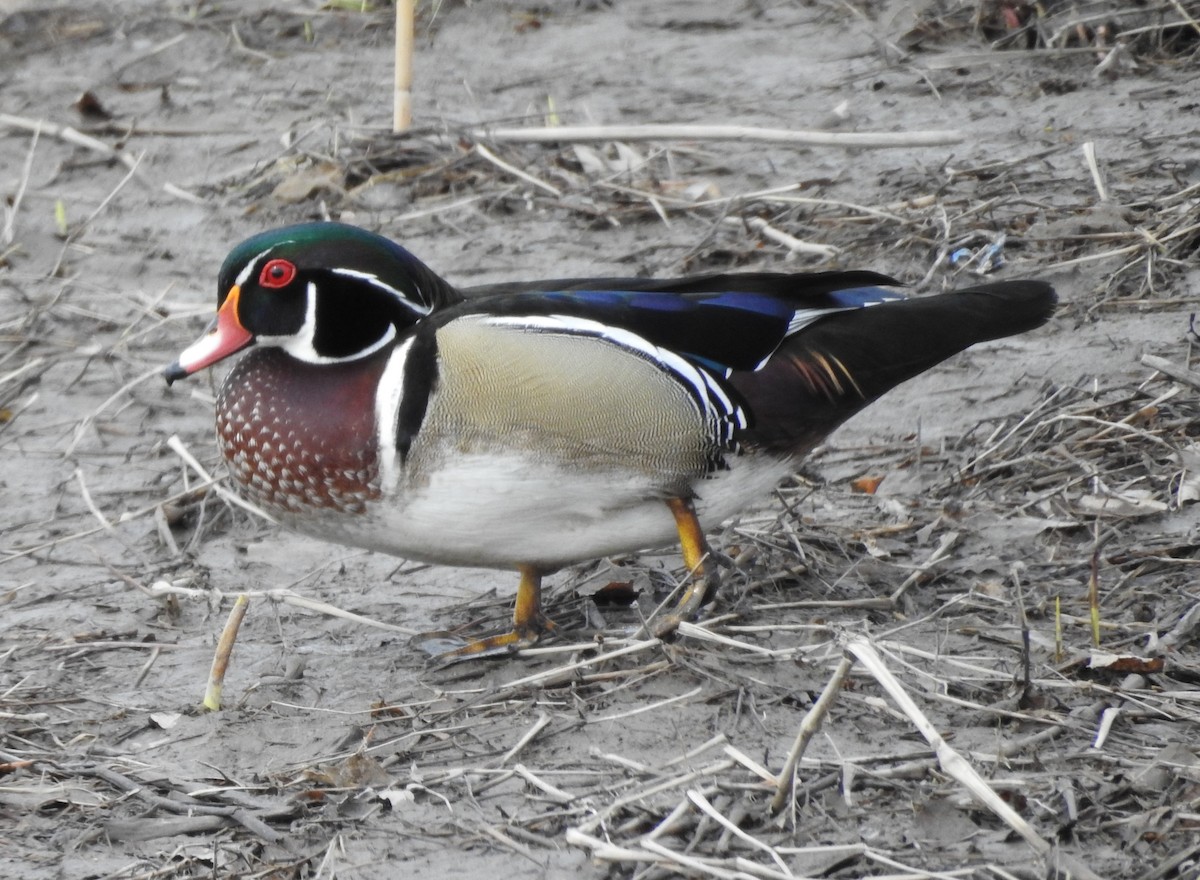 Canard branchu - ML96010621