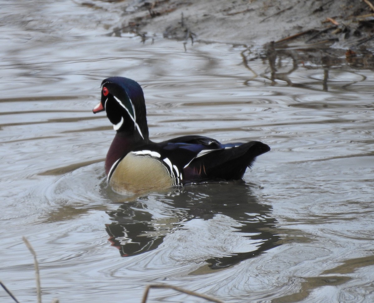 Wood Duck - Shane Sater