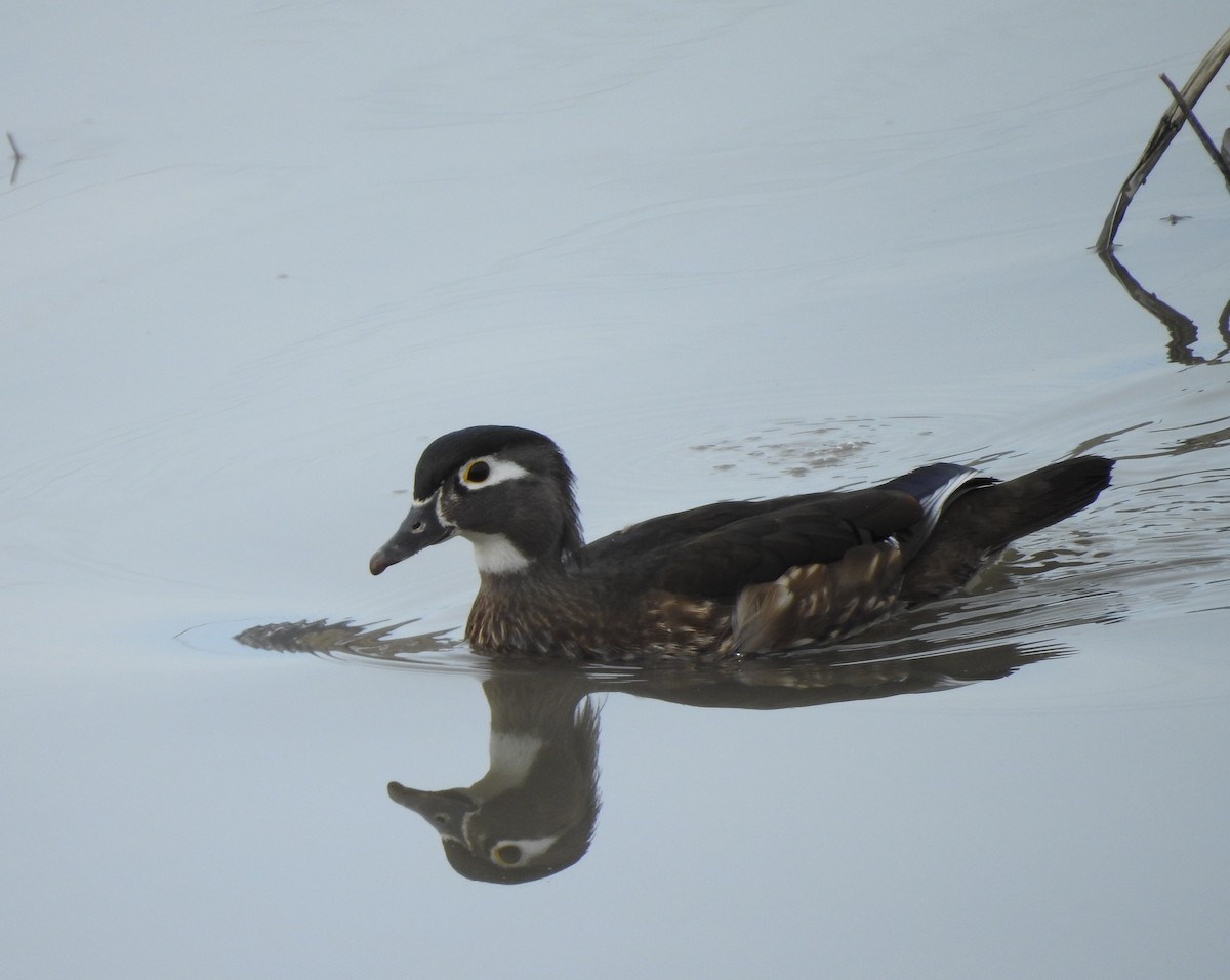 Wood Duck - ML96010651