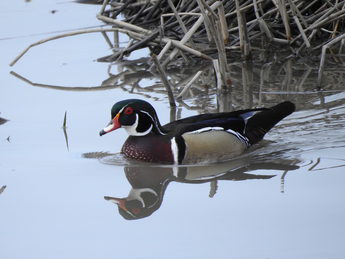 Wood Duck - ML96010671