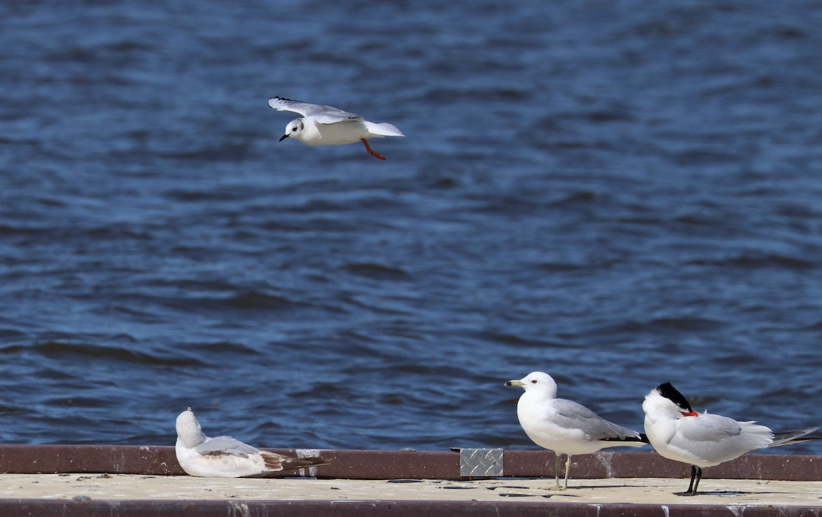 Bonaparte's Gull - ML96013021