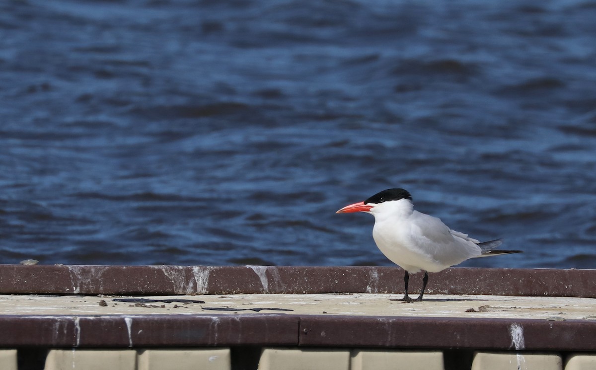 Caspian Tern - ML96013031