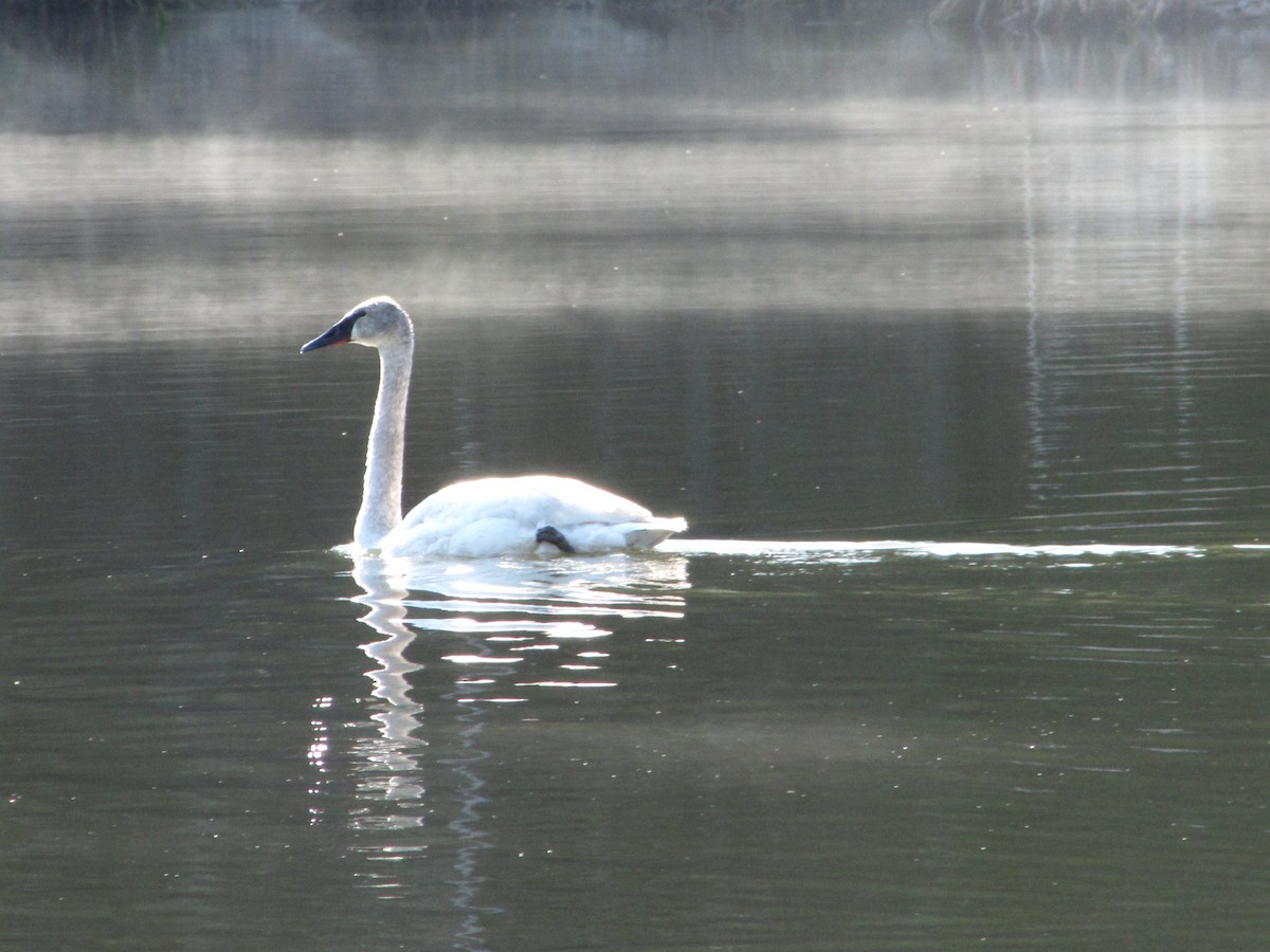 Trumpeter Swan - Carl Lundblad