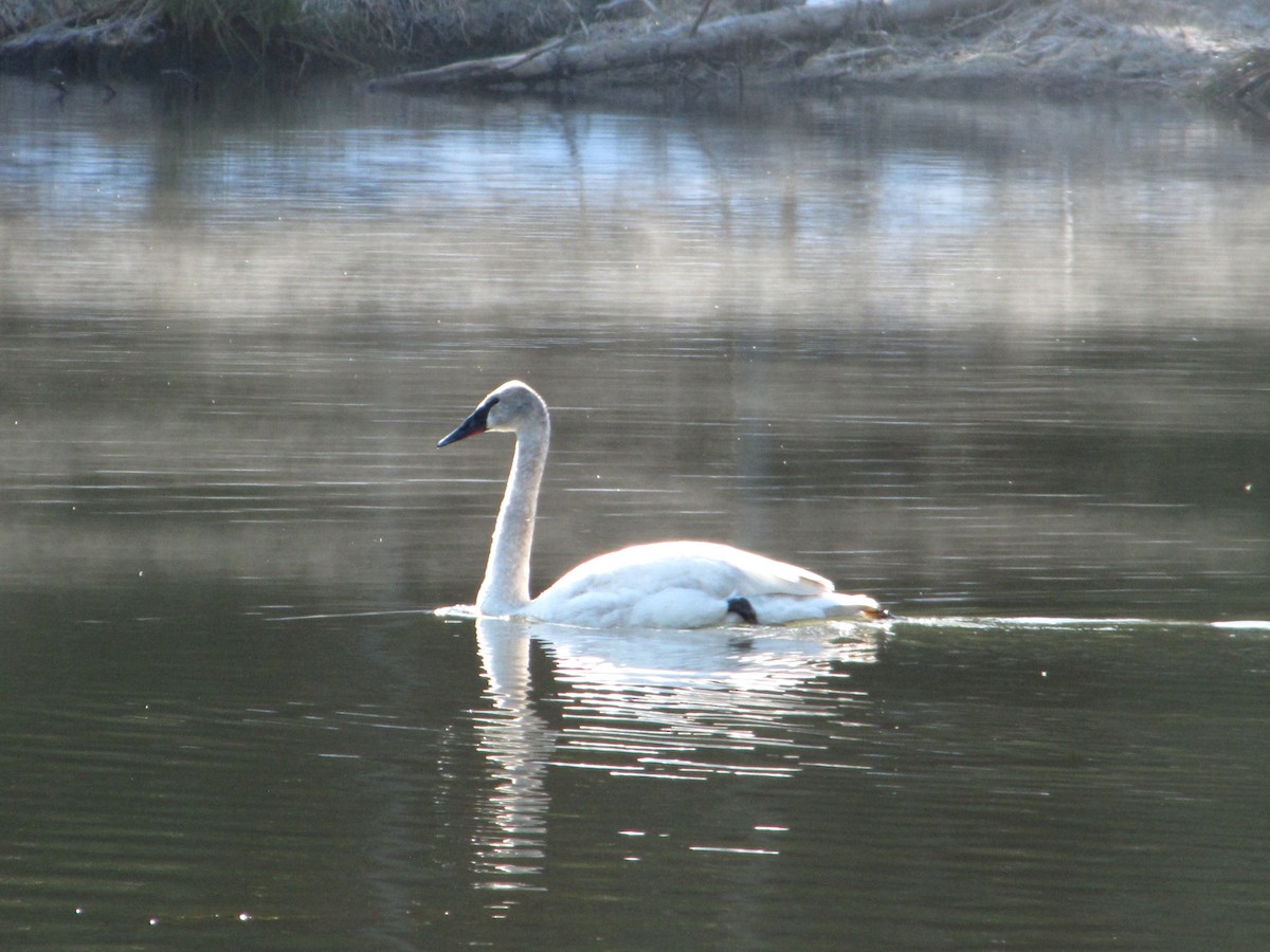 Trumpeter Swan - Carl Lundblad