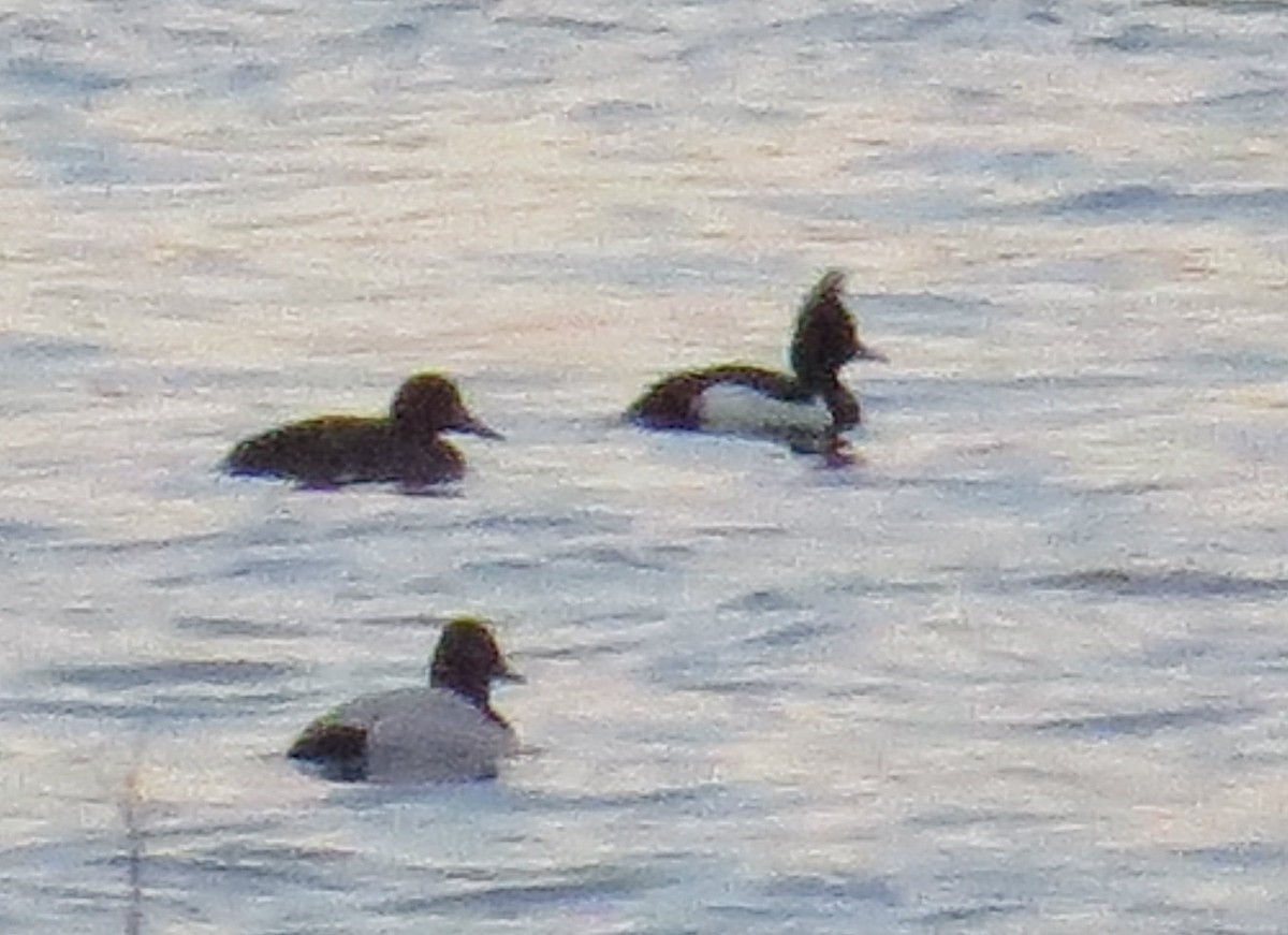 Tufted Duck - ML96015701