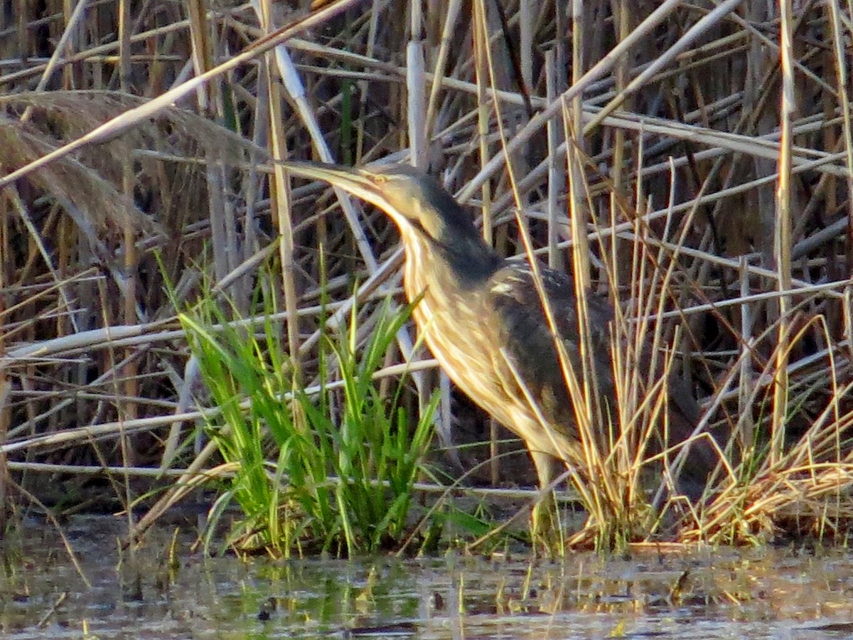 American Bittern - ML96018091