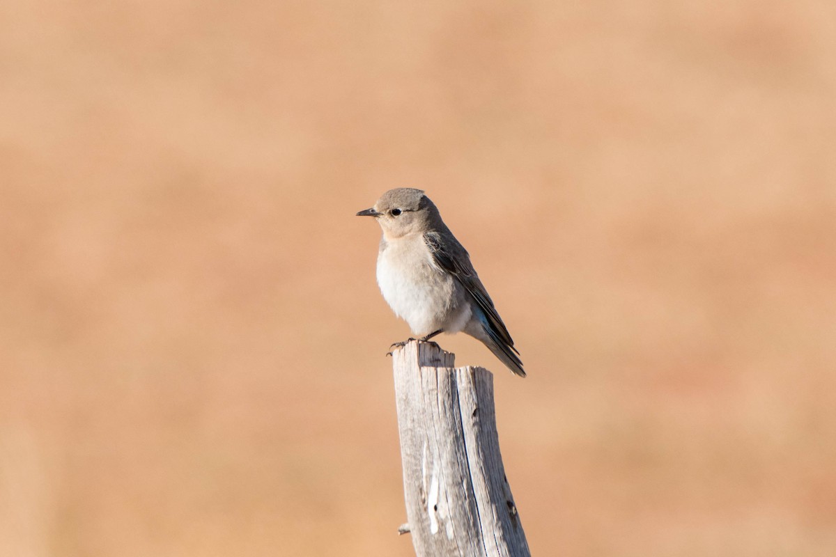 Mountain Bluebird - ML96018111