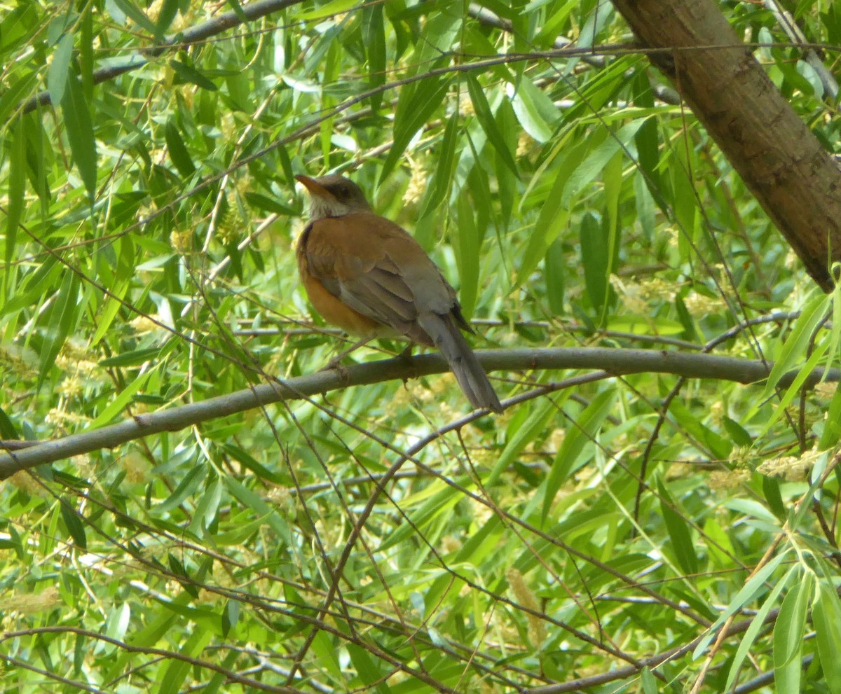 Rufous-backed Robin - ML96018141