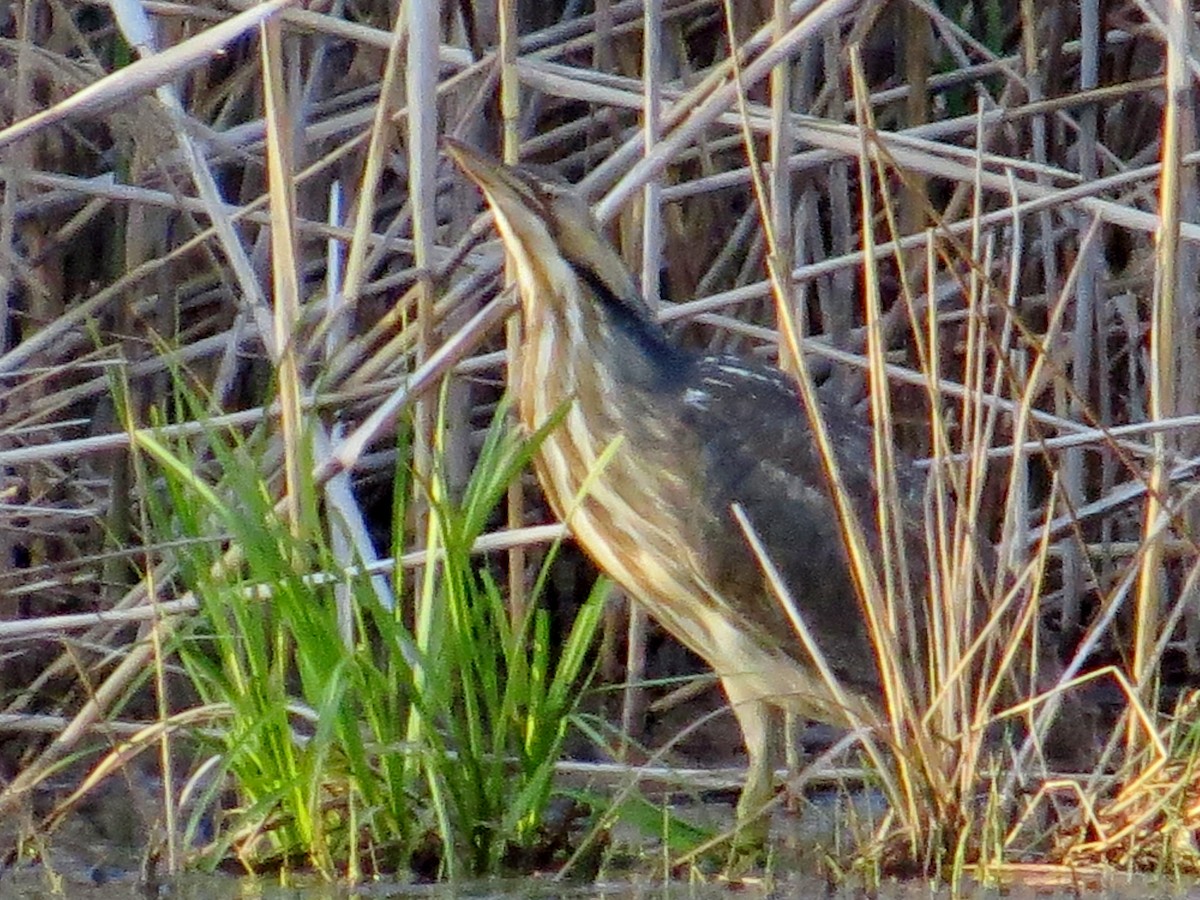 American Bittern - ML96018261