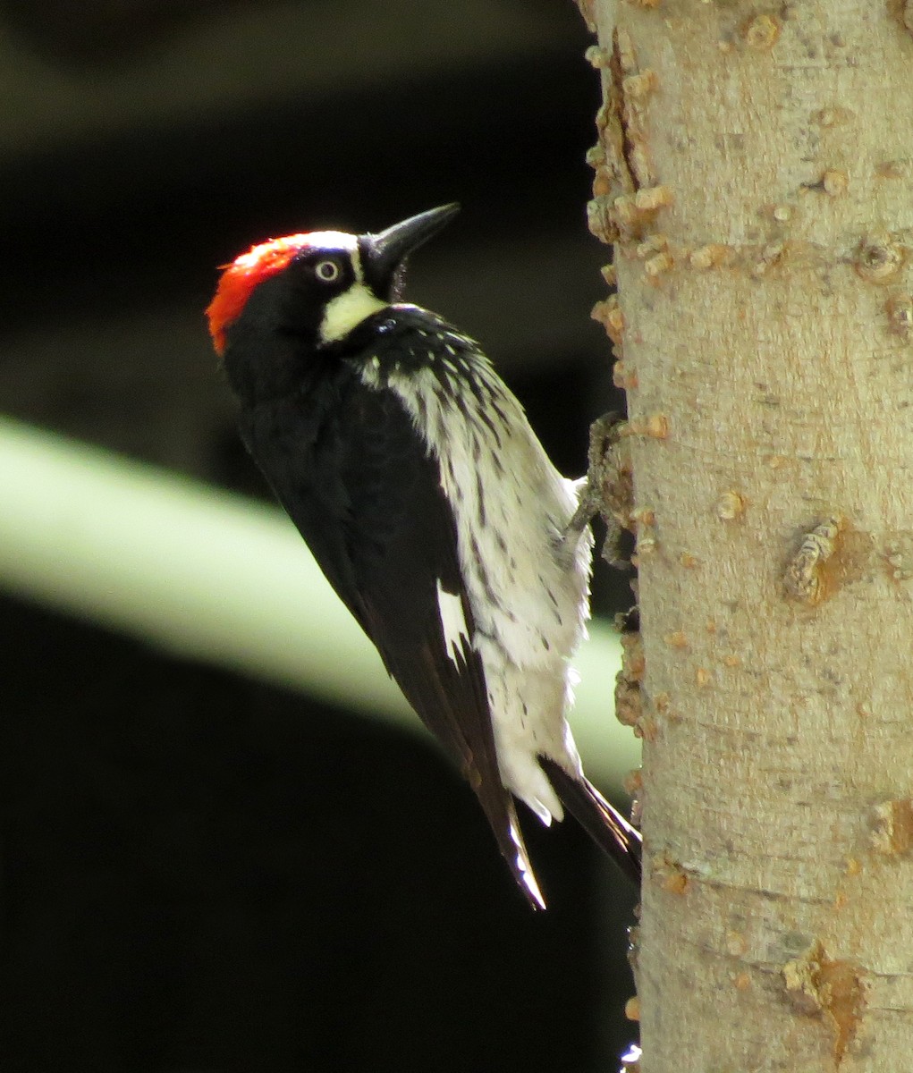 Acorn Woodpecker - ML96019701