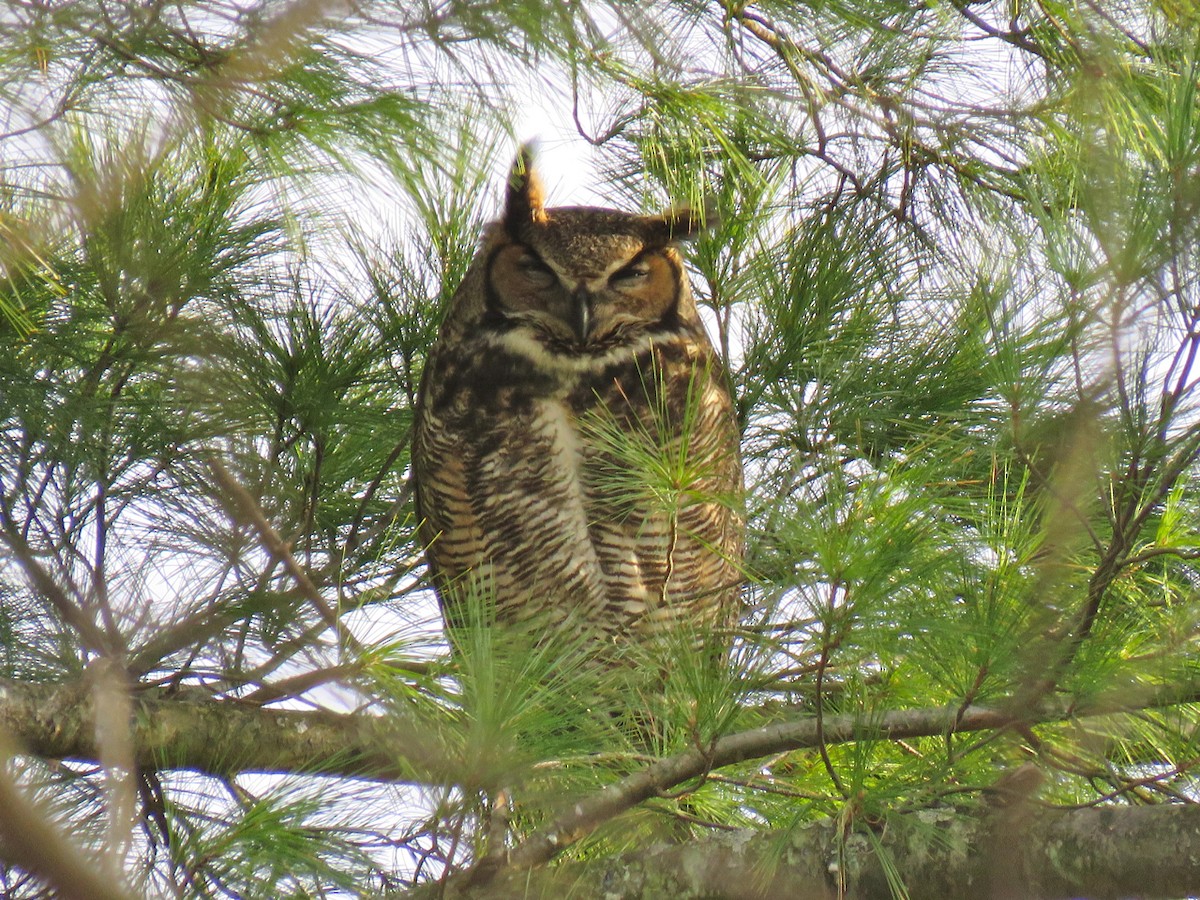 Great Horned Owl - ML96020021