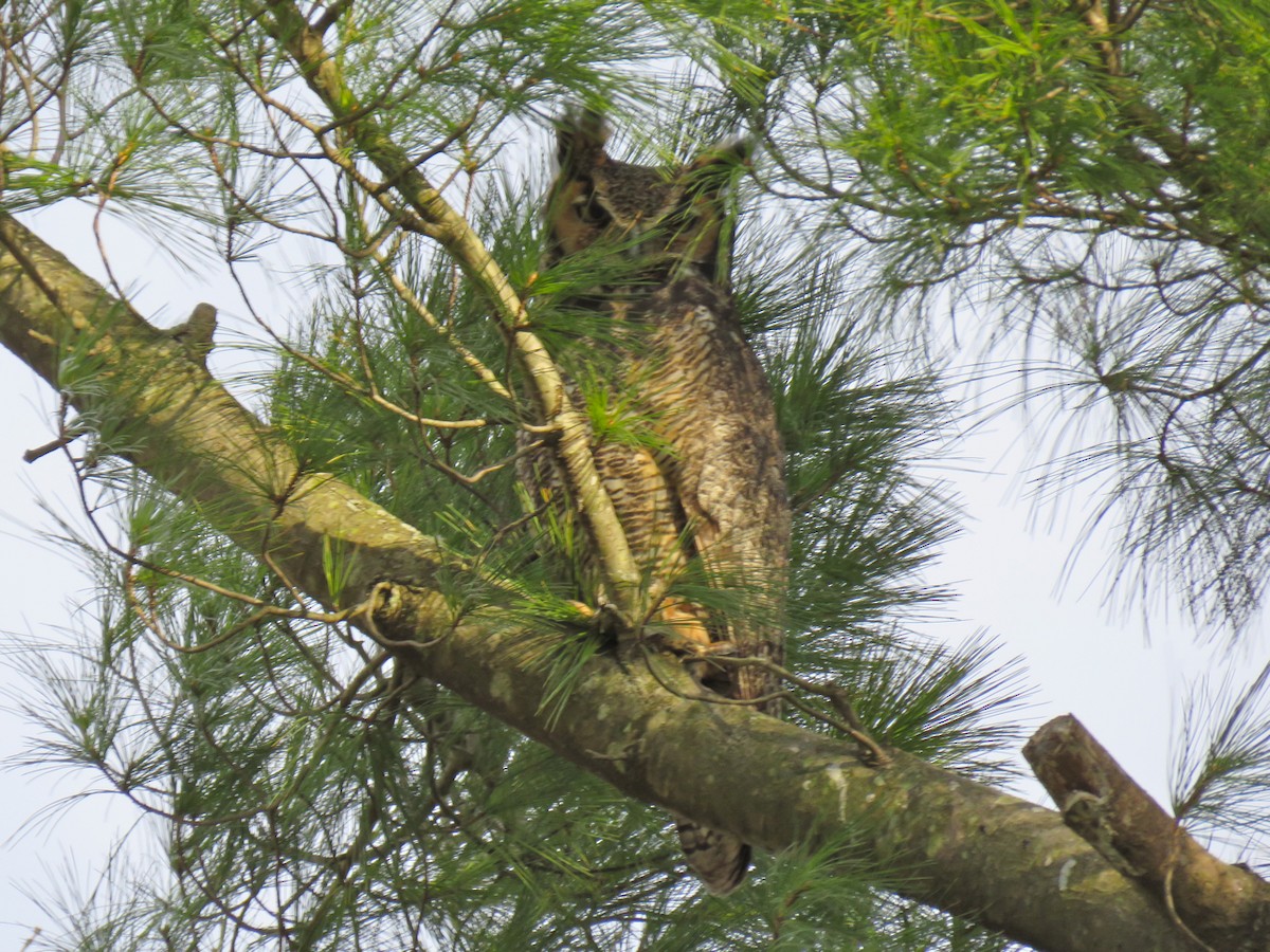 Great Horned Owl - ML96020031