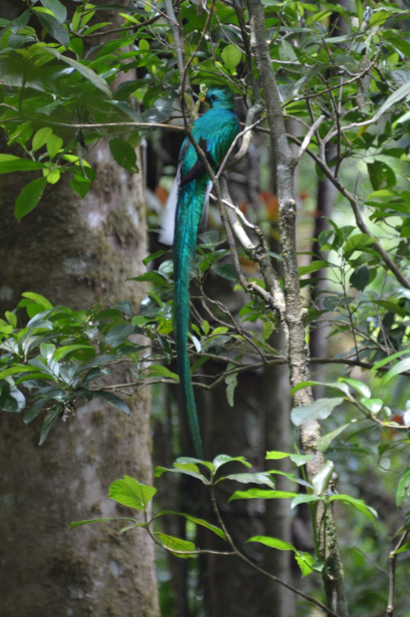 Quetzal - ML96020351