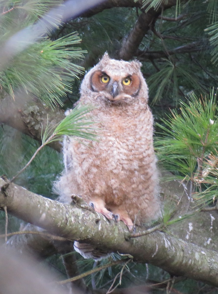 Great Horned Owl - ML96020401