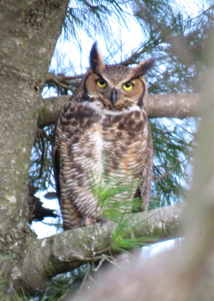 Great Horned Owl - ML96020431
