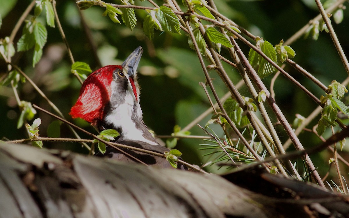 Pileated Woodpecker - ML96020551