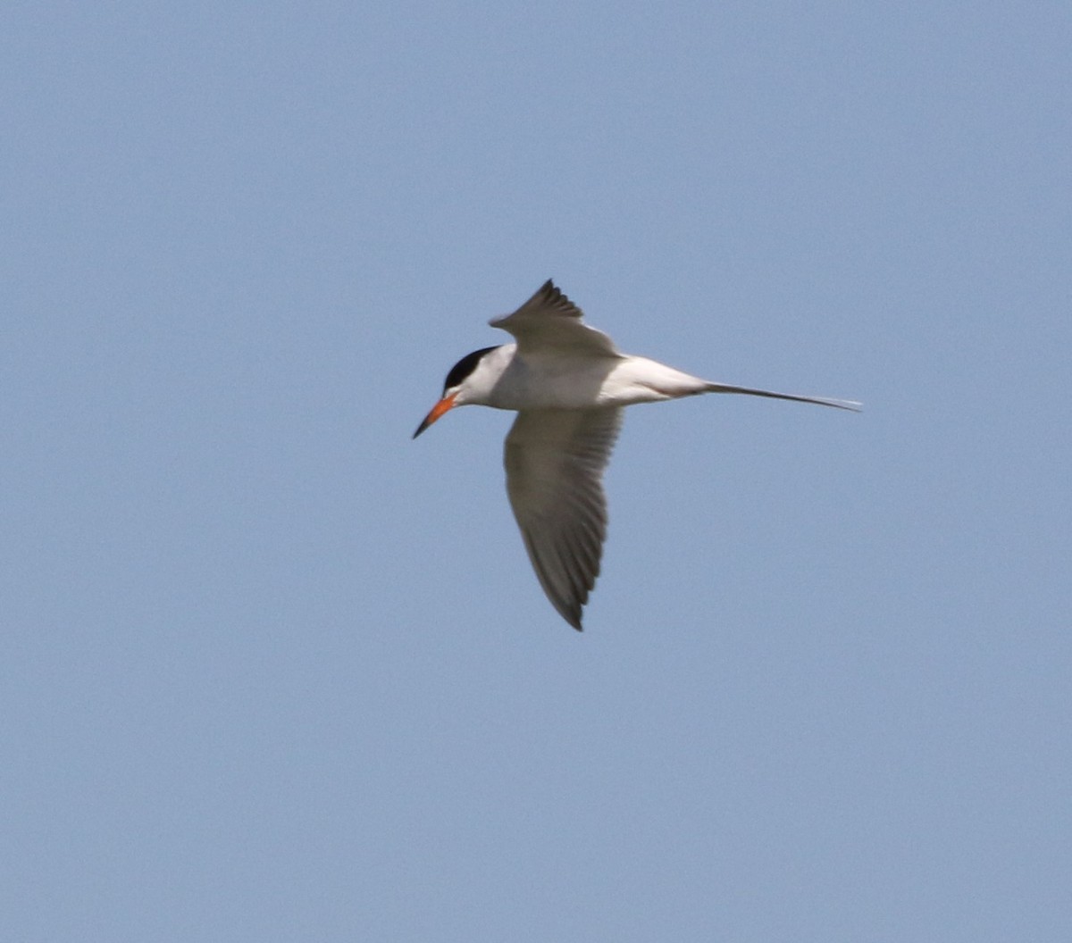 Forster's Tern - Mike "mlovest" Miller