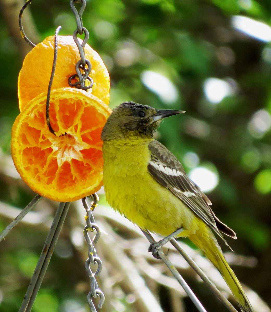 Scott's Oriole - ML96022861