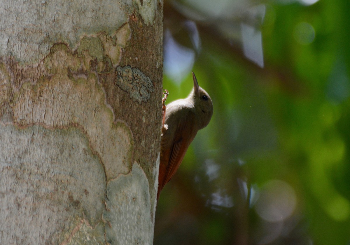 Olivaceous Woodcreeper - Nate Brown