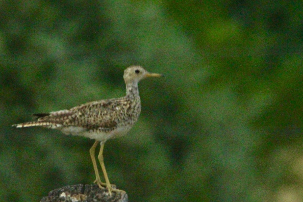 Upland Sandpiper - ML96025001