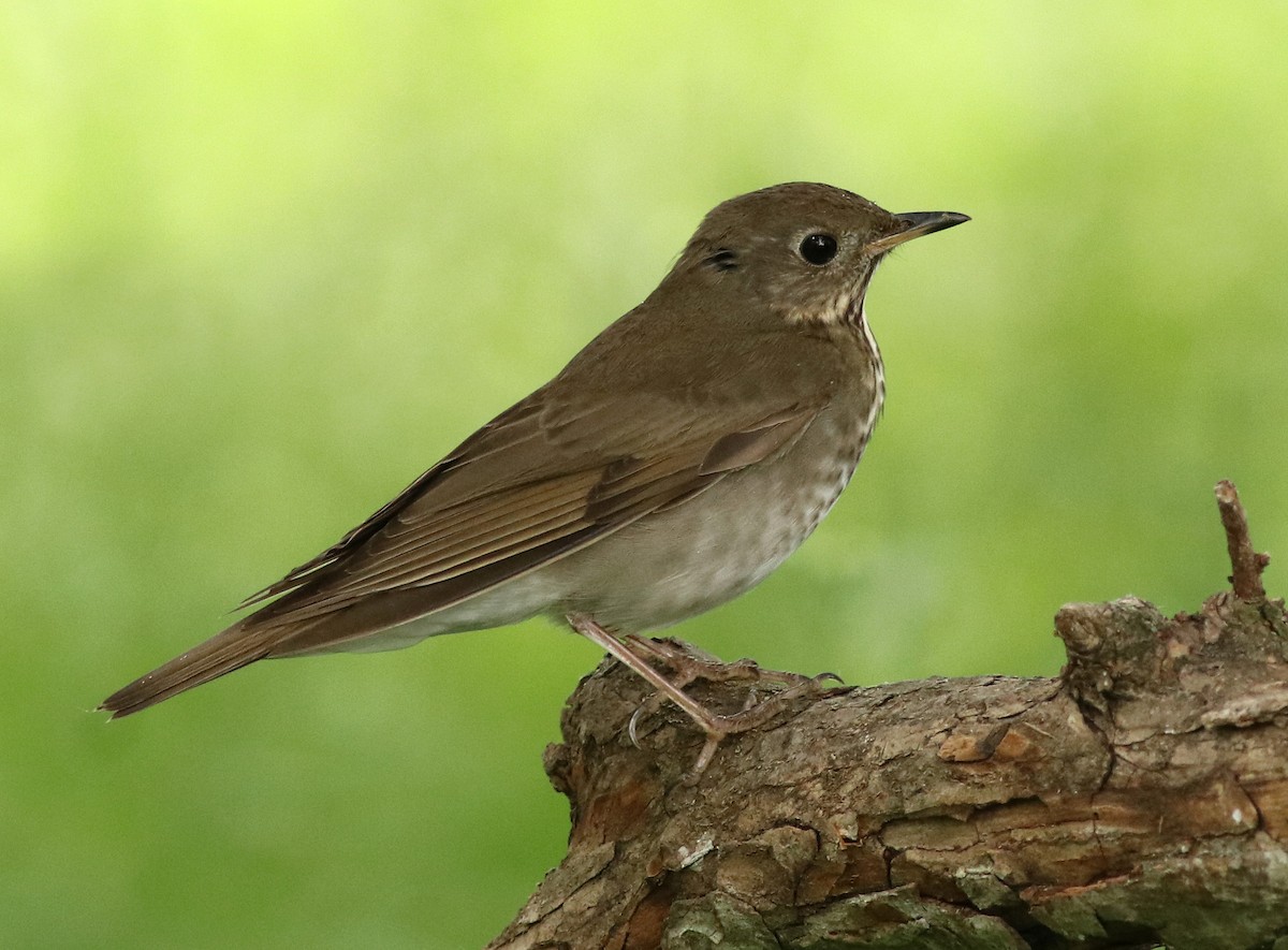 Gray-cheeked Thrush - ML96025791