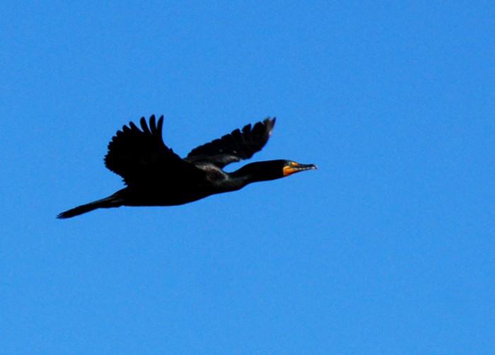 Cormoran à aigrettes - ML96026481