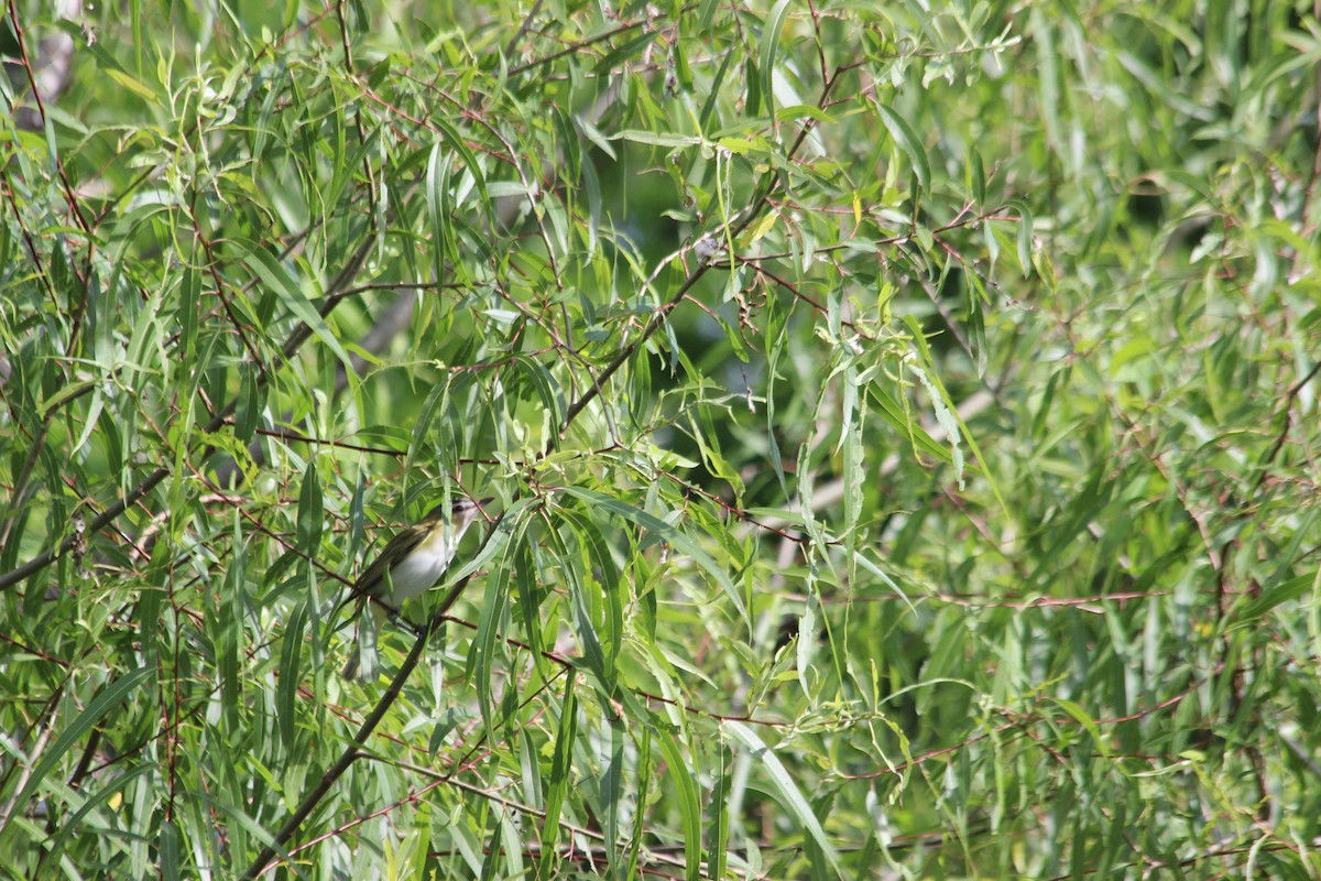 Red-eyed Vireo - John Keegan