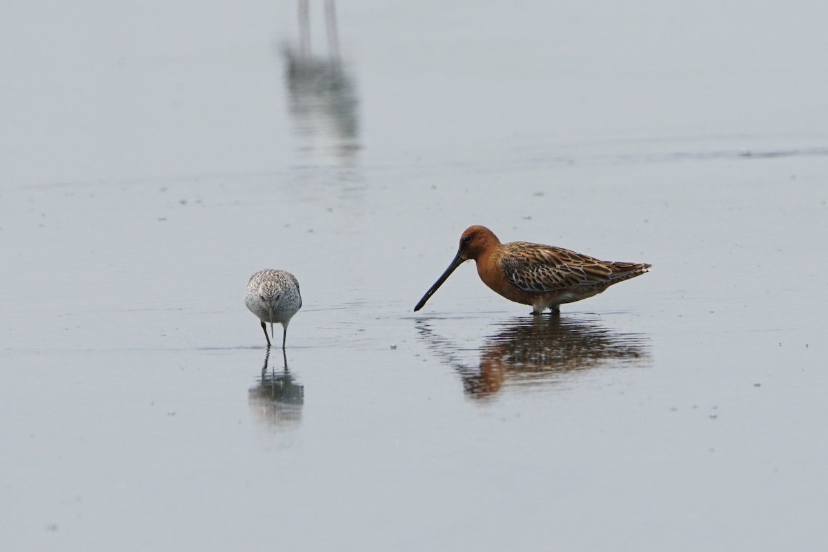 Asian Dowitcher - ML96028971