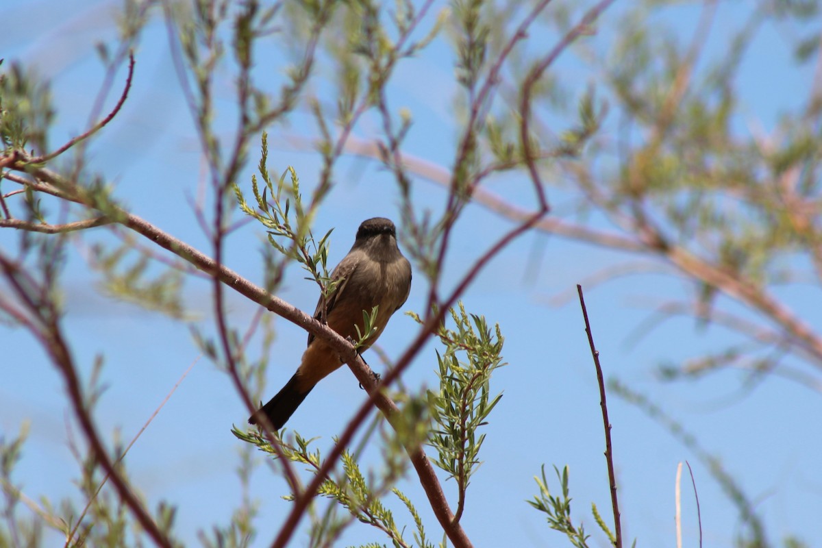 Say's Phoebe - David Lerwill