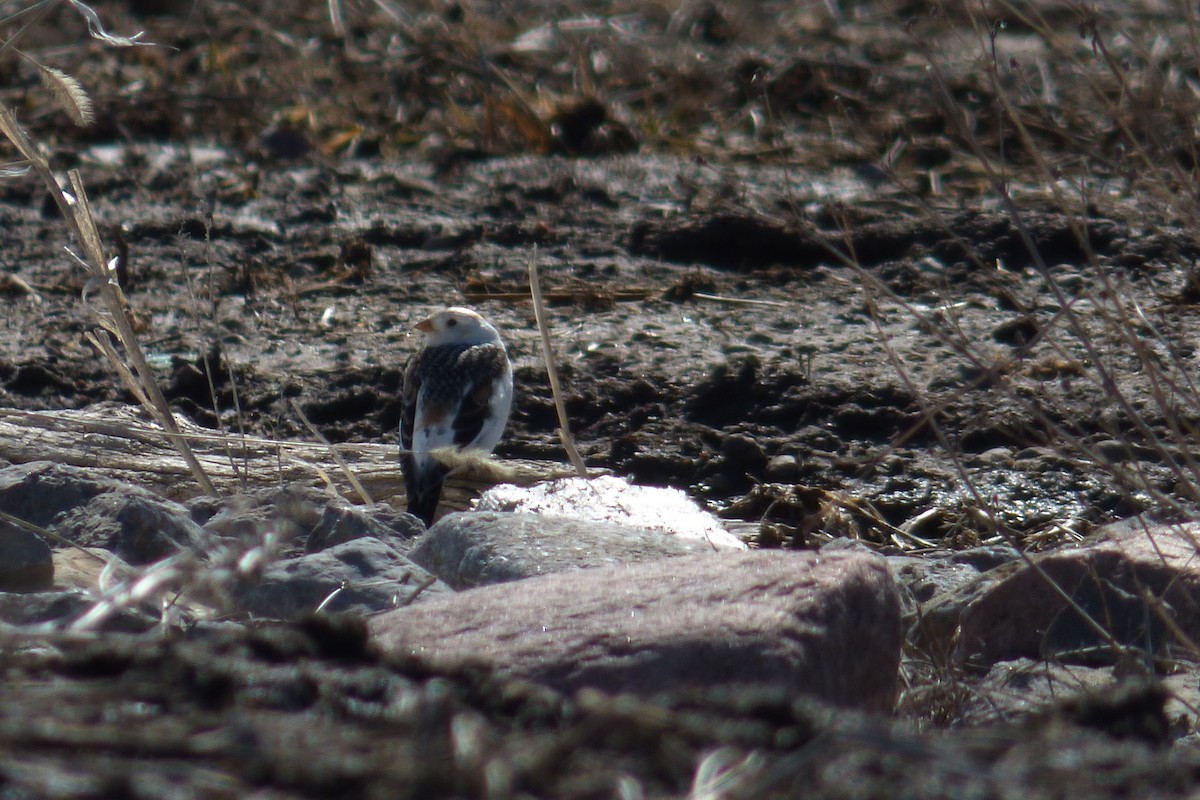 Snow Bunting - C Douglas