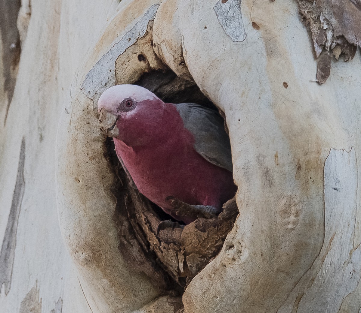 Galah - William Hall