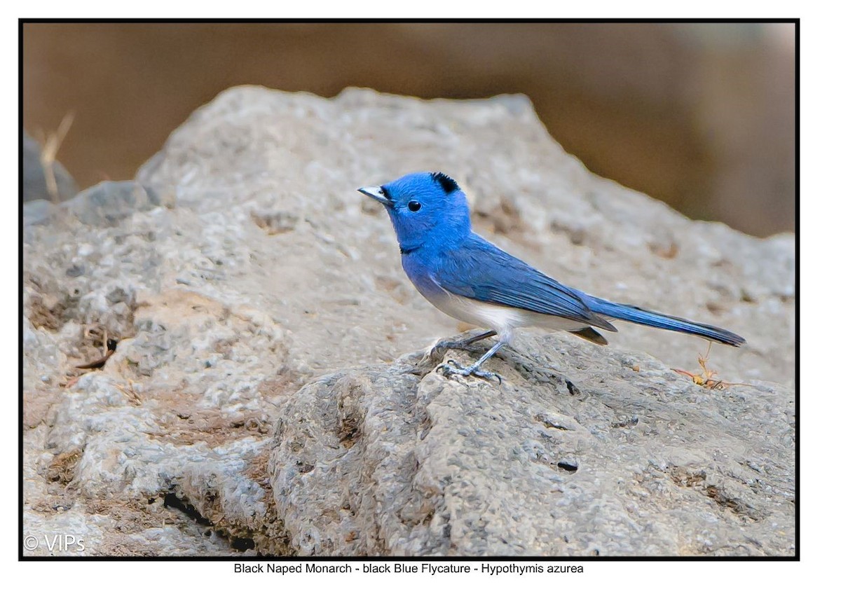 Black-naped Monarch - ML96032161