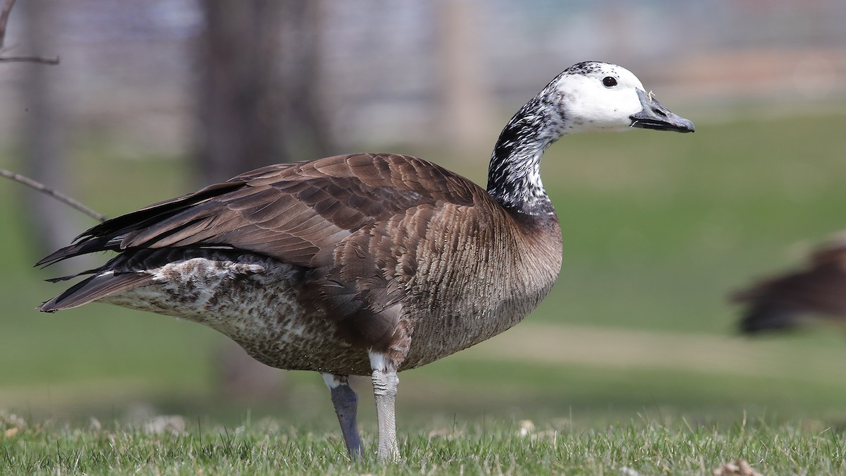 goose sp. - ML96033551