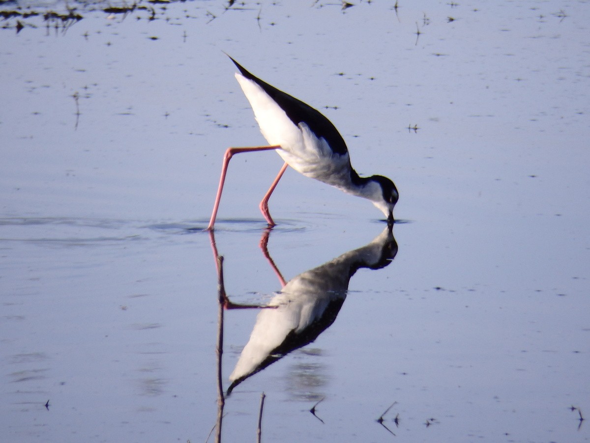 Black-necked Stilt - ML96033741