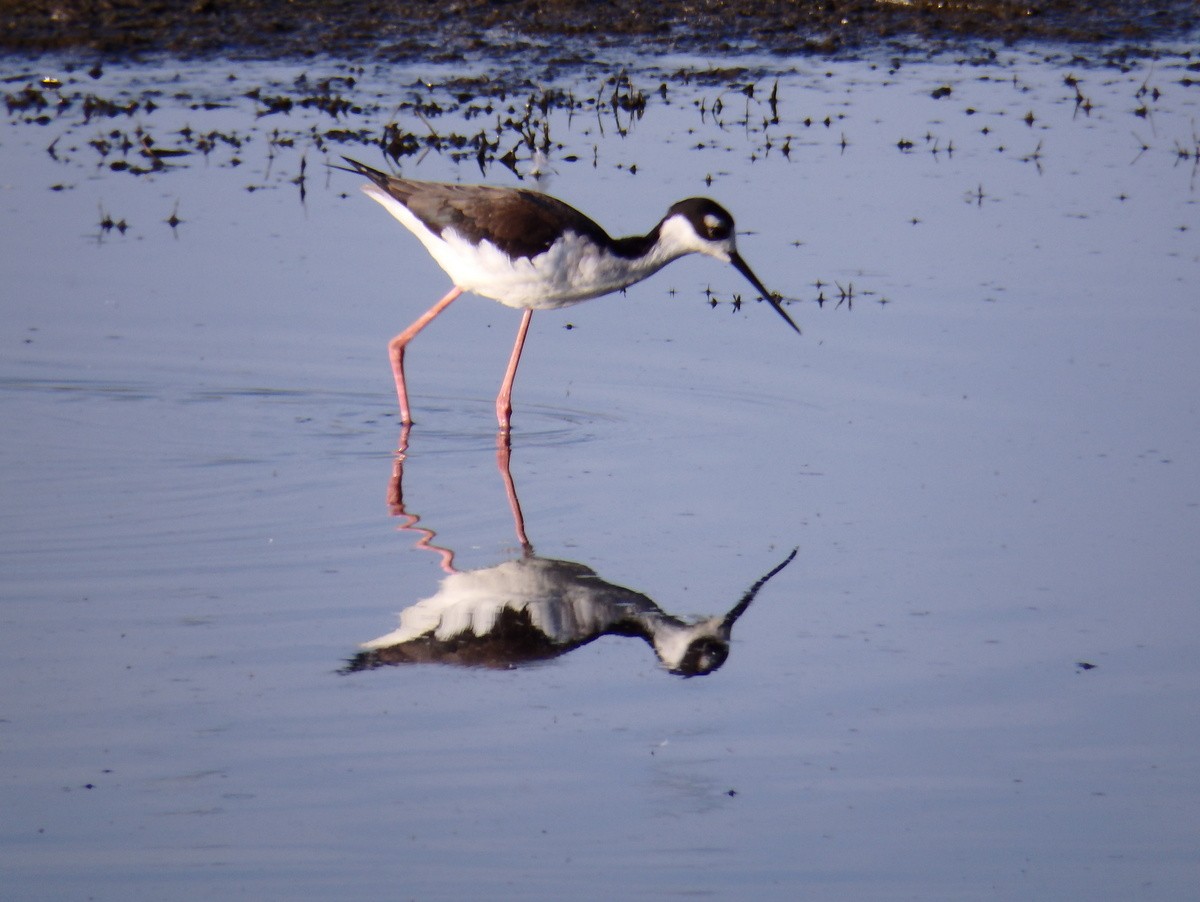 Black-necked Stilt - ML96033751